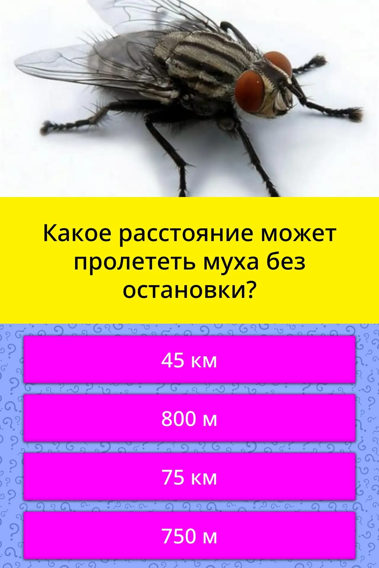 Сколько пролетает муха. Скорость полета мухи. Муха. Скорость полета комнатной мухи. Полет мухи.