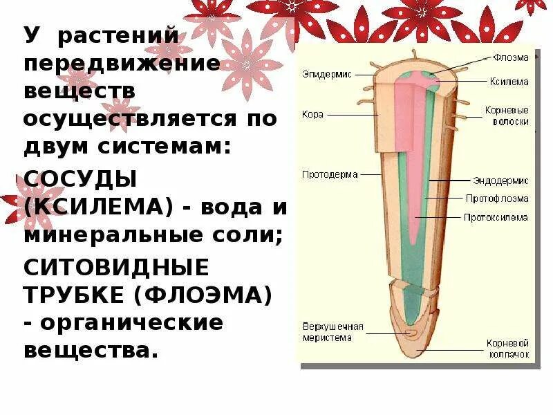 Передвижение веществ у растений. Транспорт веществ в организме растений. Транспорт Минеральных веществ в растении. Схема передвижения веществ у растений. Тест передвижение веществ у растений 6 класс