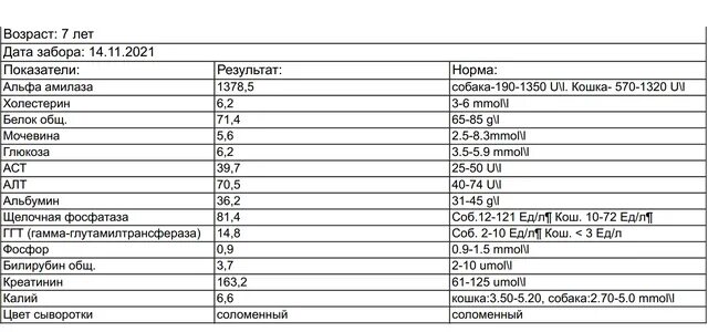 Общий белок повышен у кошки