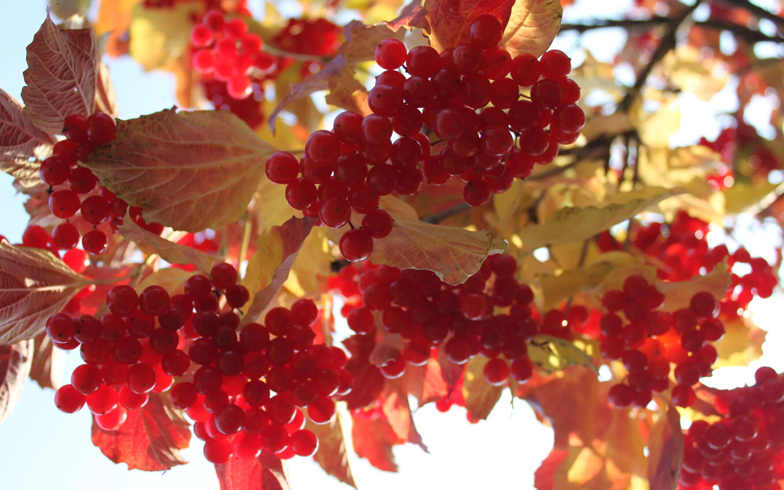 Хороша осень плодами. Калина Шукшинская. Калина (Viburnum). Калина плодовая Шукшинская. Калина обыкновенная красная гроздь.