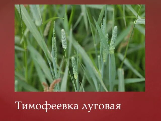 Семена тимофеевки. Тимофеевка луговая аллергия. Злаковые травы аллергены. Луговые травы аллергены. Тимофеевка аллергия.