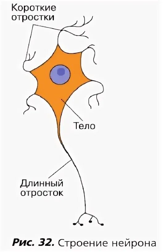Нервный отросток