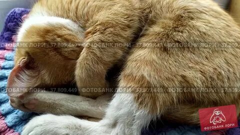 Почему кошки закрывают
