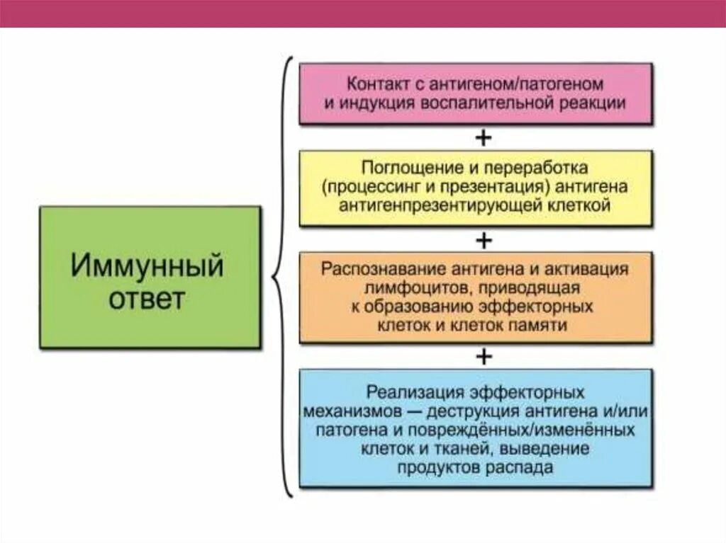 Основные стадии иммунного ответа. Этапы формирования иммунного ответа. Алгоритм развития иммунного ответа. Периоды формирования иммунного ответа.