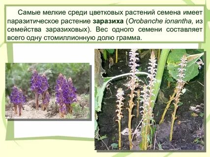 Утрата хлорофилла у растения заразихи формирование