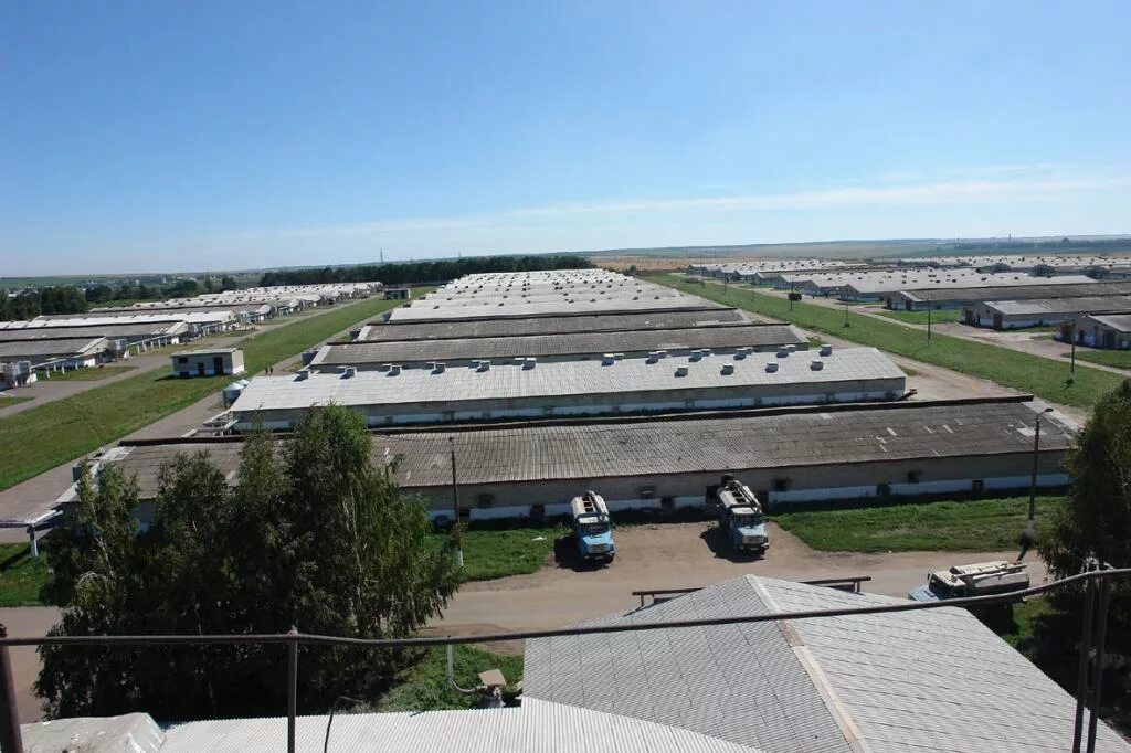 Агрофирма октябрьская мордовия. Агрофирма октябрьская саранск. Агрофирма саранск. Ооо агрофирма норов. Агрофирма саранск.