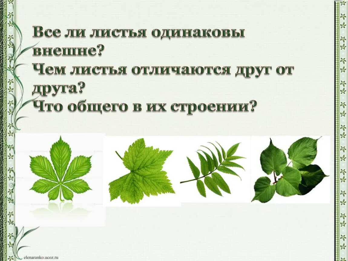 Страница и лист отличие. Внешнее строение листа. Чем отличаются листочки?. Листья одинаковые. Чем отличается лист от страницы.