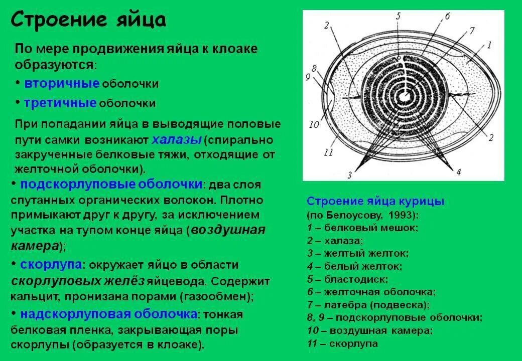 Строение яйца птицы и функции. Структуры яйца птицы и их функции. Подскорлуповая оболочка строение. Строение яйца оболочки.