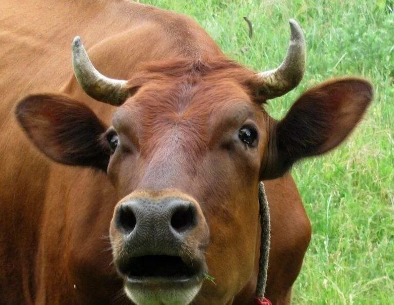 Корова му. Корова мычит. Телка. Злобная корова. Мычать.