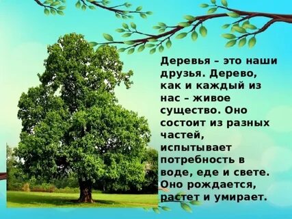Дерево живое существо основная мысль