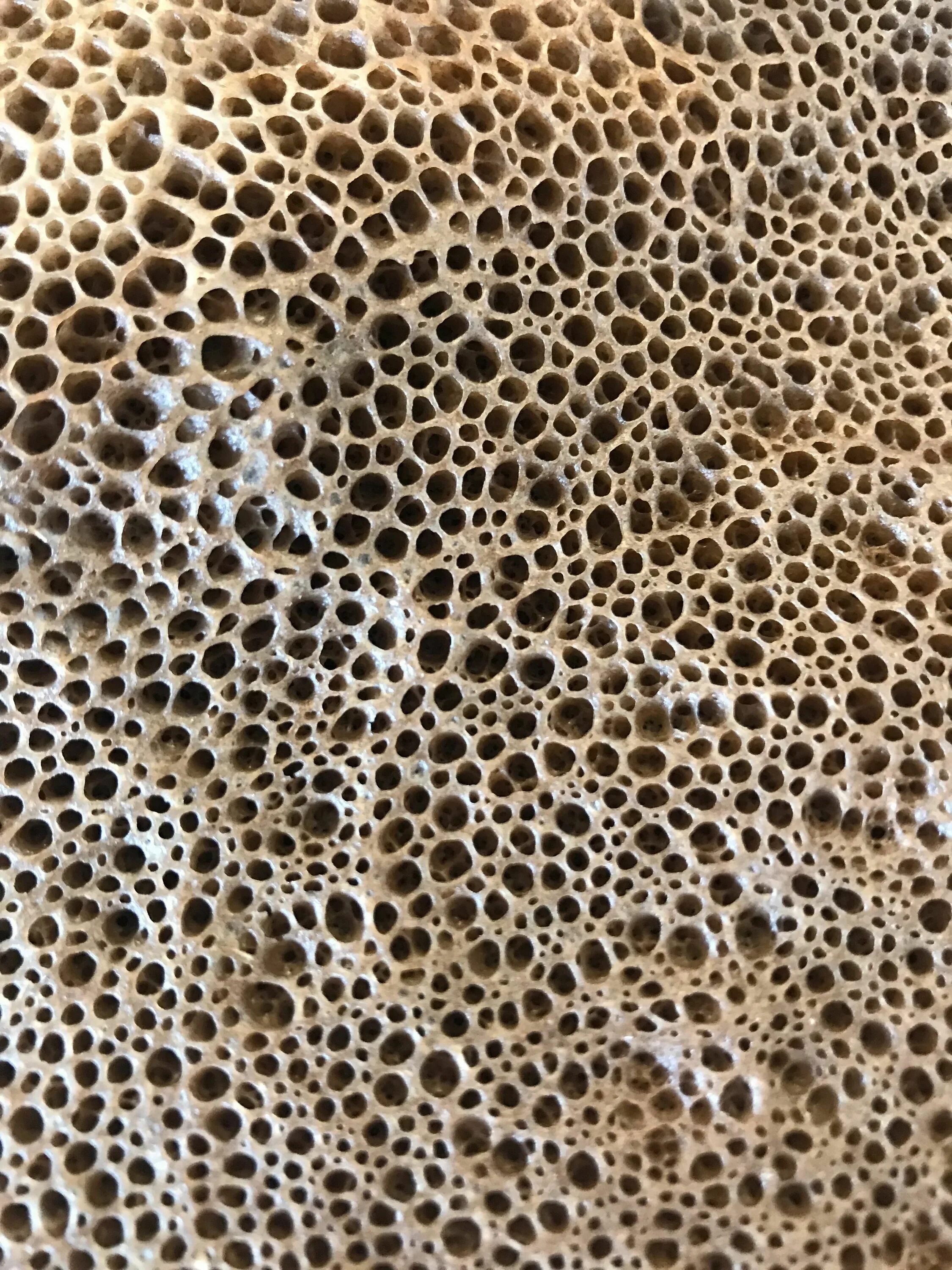 Фобия маленьких отверстий. Семена лотоса трипофобия. Трипанофобия боязнь отверстий. Кластерная трипофобия. Трипофобия сколопендра.