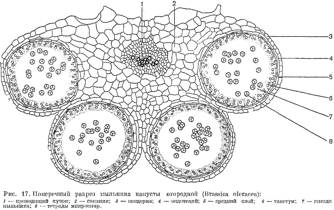 Поперечный срез пыльника. Поперечный срез пыльника ТЕКА. Тапетум пыльника. Поперечный срез пыльника лилии. Пыльца схема