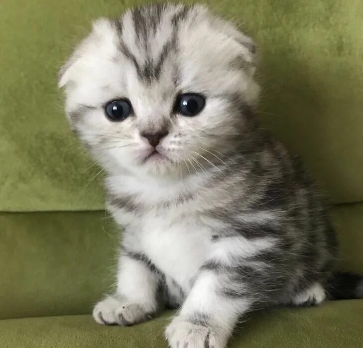 Скоттиш фолд котята. Авито котята. Британская вислоухая кошка. Авито барнаул шотландские котята. Авито барнаул шотландские котята.