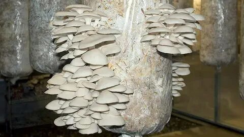 Вешенки грунт