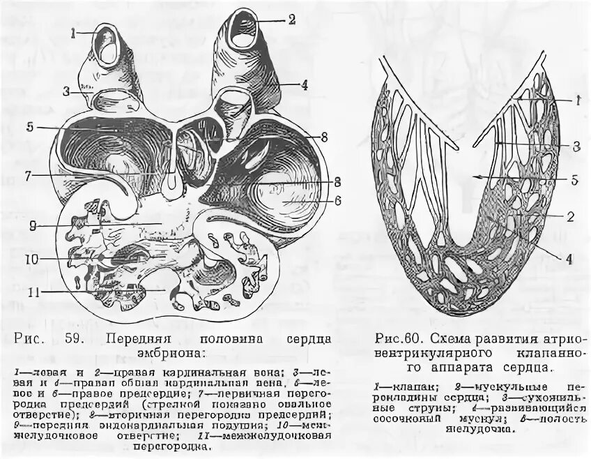 Сердце истинных наземных позвоночных. Наземные позвоночные животные. Сердце истинных наземных позвоночных. Эволюция кровеносной системы хордовых животных. Трёхкамерное с неполной перегородкой в желудочке.