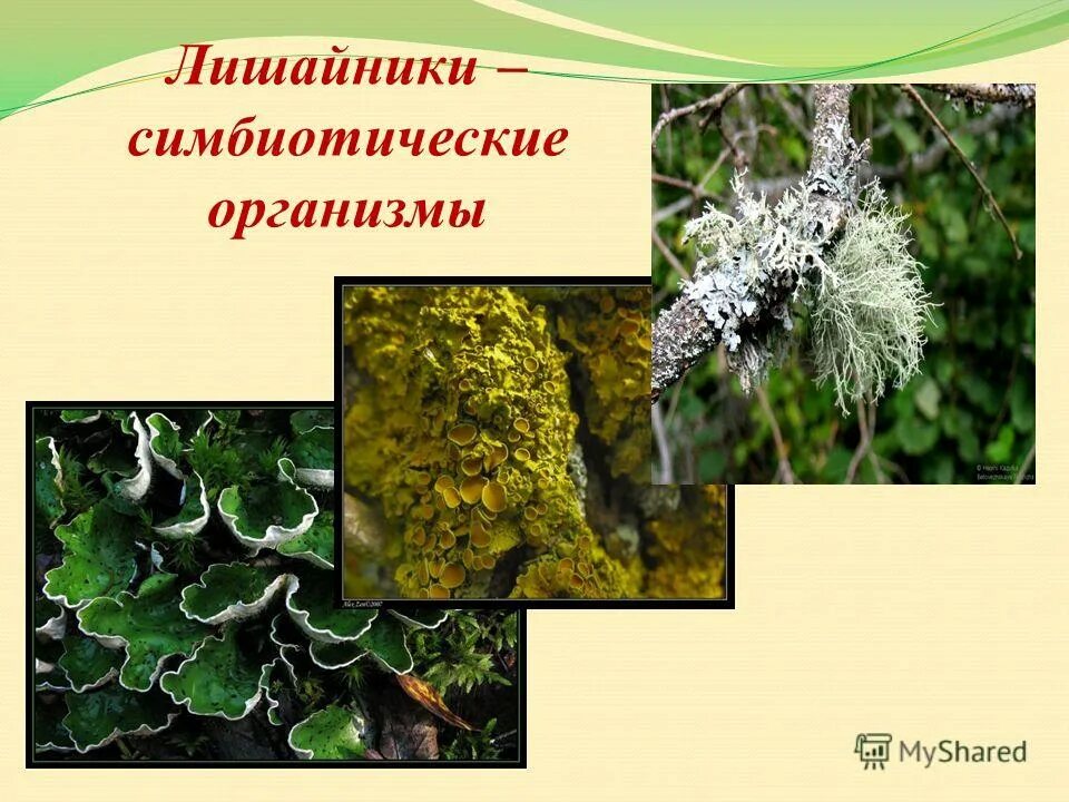 строение гриба и лишайника. литофильный лишайник. лишайник-кладония симбиоз. мутуализм лишайники. симбиоз грибов и водорослей в лишайнике.