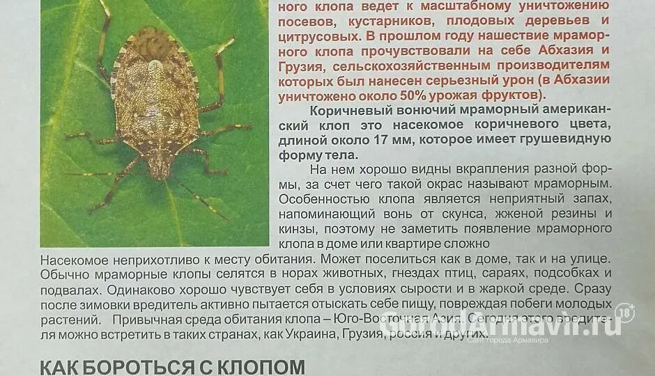 Тип развития насекомых мраморный клоп. Коричнево-мраморный клоп. мраморный клоп имаго. борьба с мраморным клопом. коричнево - мраморный клоп – опасный карантинный вредитель.