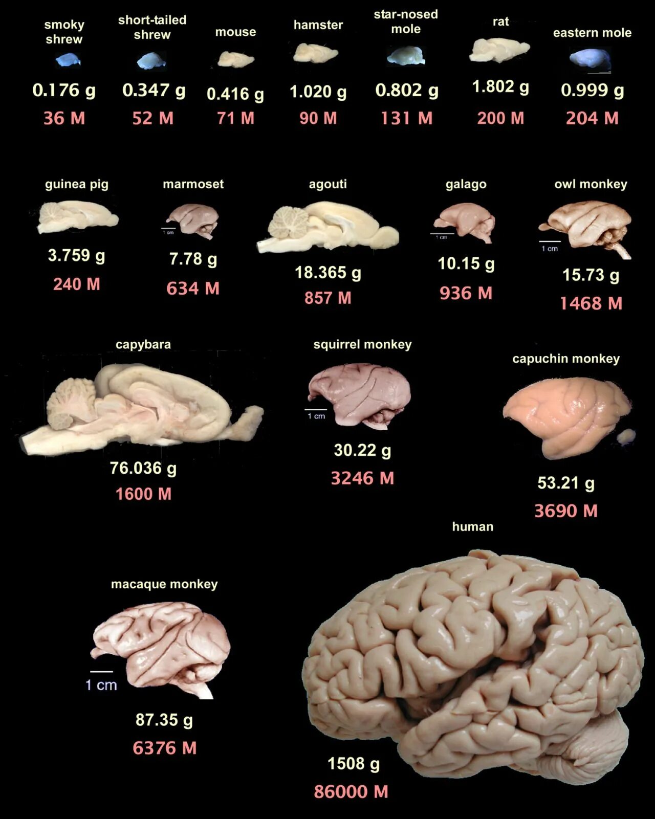 Мозг весит. Размер мозга. Размеры мозга животных и человека. Размер мозга современного человека.