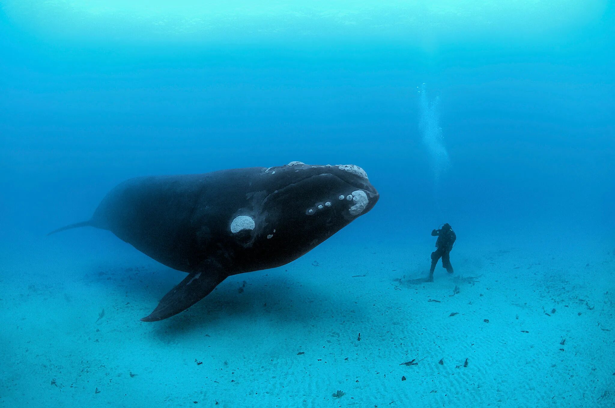 Киты водятся в море. Гренландский кит долгожитель. Гренландский кит (блювал). Гренландский кит и человек. Южный гладкий кит Eubalaena Australis.
