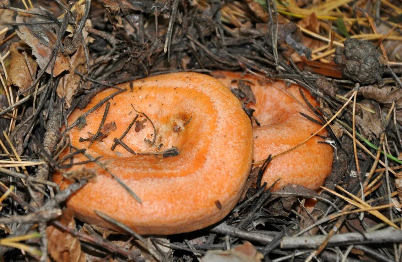 Обрабатываем рыжики. Рыжик Сосновый/Боровой (Lactarius deliciosus);. Рыжики Сибирские гриб. Гриб Рыжик Сосновый. Грибы грузди рыжики.