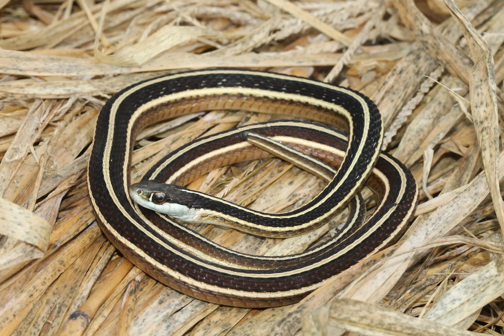 Thamnophis sauritus подвязочная змея. Подвязочная змея (Thamnophis sirtalis). Змея подвязочная Восточная Восточная. Западная подвязочная змея (Thamnophis elegans)..