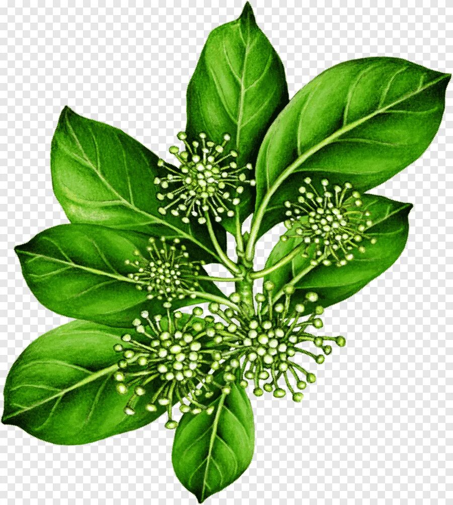 Ботаник лист. Листья чайного дерева. лист (ботаника). чайное дерево цветок. botanical leaf.