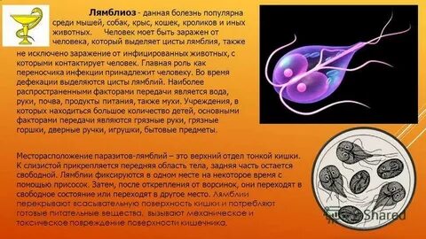 Лямблии нужно лечить
