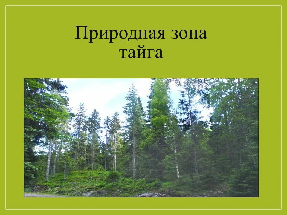 Природная зона тайга 5 класс. Тайга природная зона. Проект природная зона Тайга. Зона тайги это природная зона. Презентация о природной зоне Тайга.