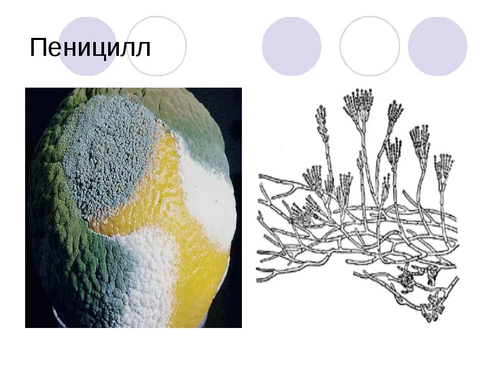 Рассмотрите изображение шести организмов пеницилл мукор. Строение плесени пеницилл. Плесневые грибы пенецил. Плесневые грибы пенициллин. Зеленая плесень пеницилл.