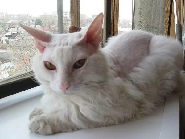 Цыганский язык текст. Когда цыган шубу продает какого числа. Когда цыган шубу продает какого числа. Цыганский рынок. Цыган в шубе.