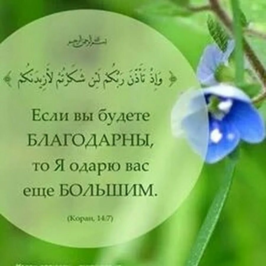 Если вы будете благодарны то я одарю вас. Если вы благодарны то я одарю вас еще большим. Благодарите меня и я одарю вас большим. Если вы будете благодарны то я одарю вас еще большим Коран. Если вы будете благодарны