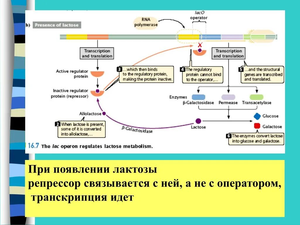 Оператор транскрипция. Белок репрессор. ген репрессор. транскрипция лактозного репрессора. репрессор это в биологии.