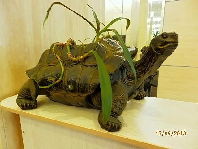 Ваза черепаха. Ваза turtle.