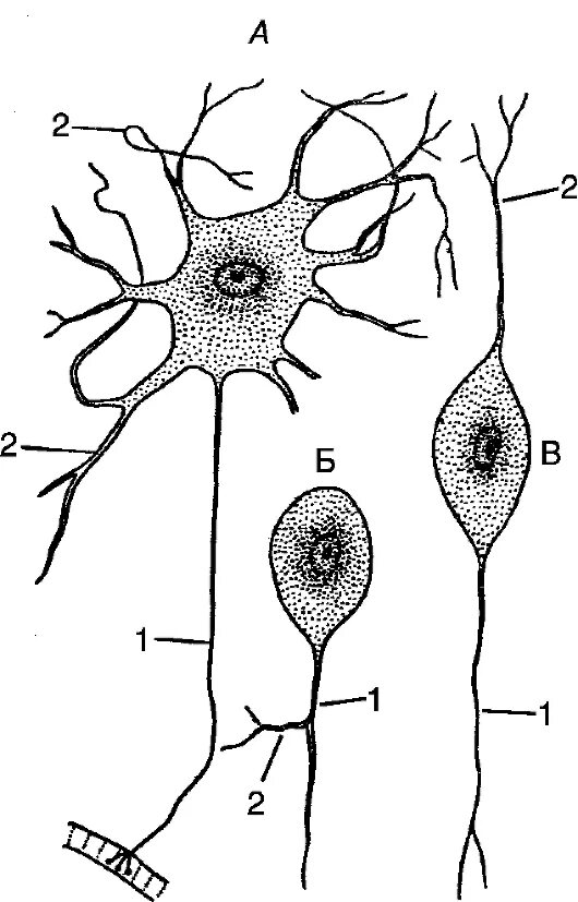 Вспомогательные нервные клетки. Строение клетки нервной ткани. Униполярный Нейрон Аксон. Униполярный нейроцит. Нервная ткань Нейрон.