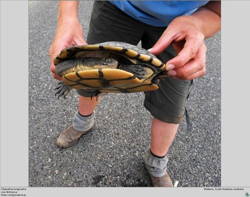 Черепахи чешут панцирь. Черепахи чешут панцирь. Слоится панцирь у красноухой черепахи. Панцирь черепах. Chinemys reevesii.