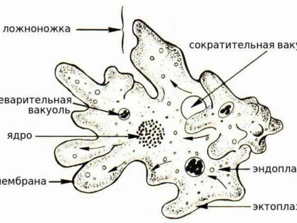 Какой цифрой обозначена на рисунке стадия амебы. Строение амебы обыкновенной. строение амебы протей. ложноножки у амёбы. амёба обыкновенная протисты.