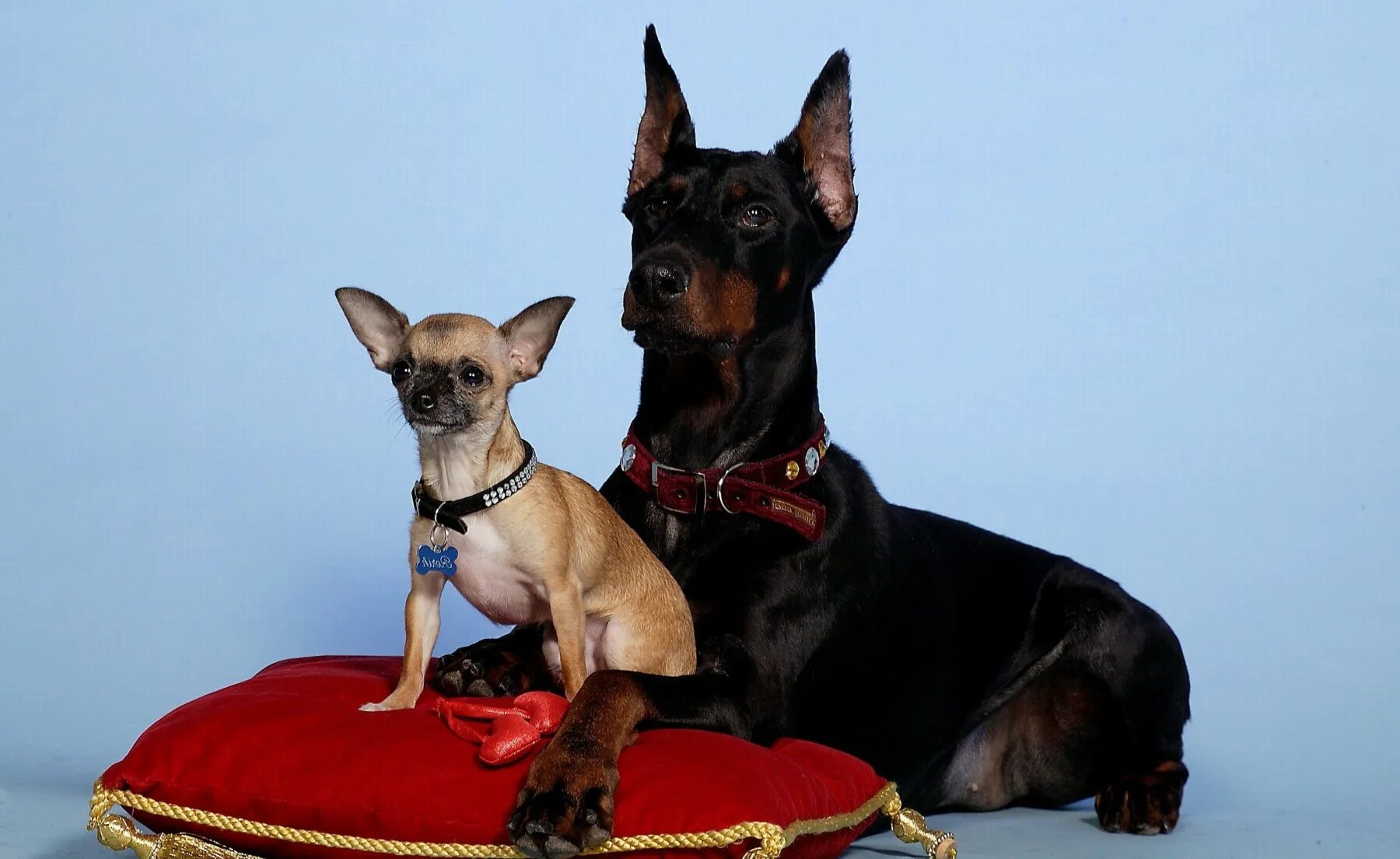 сенбернар. датский дог датский дог датский. лошадь и собака. русская гончая борзая. порода собаки верхом.