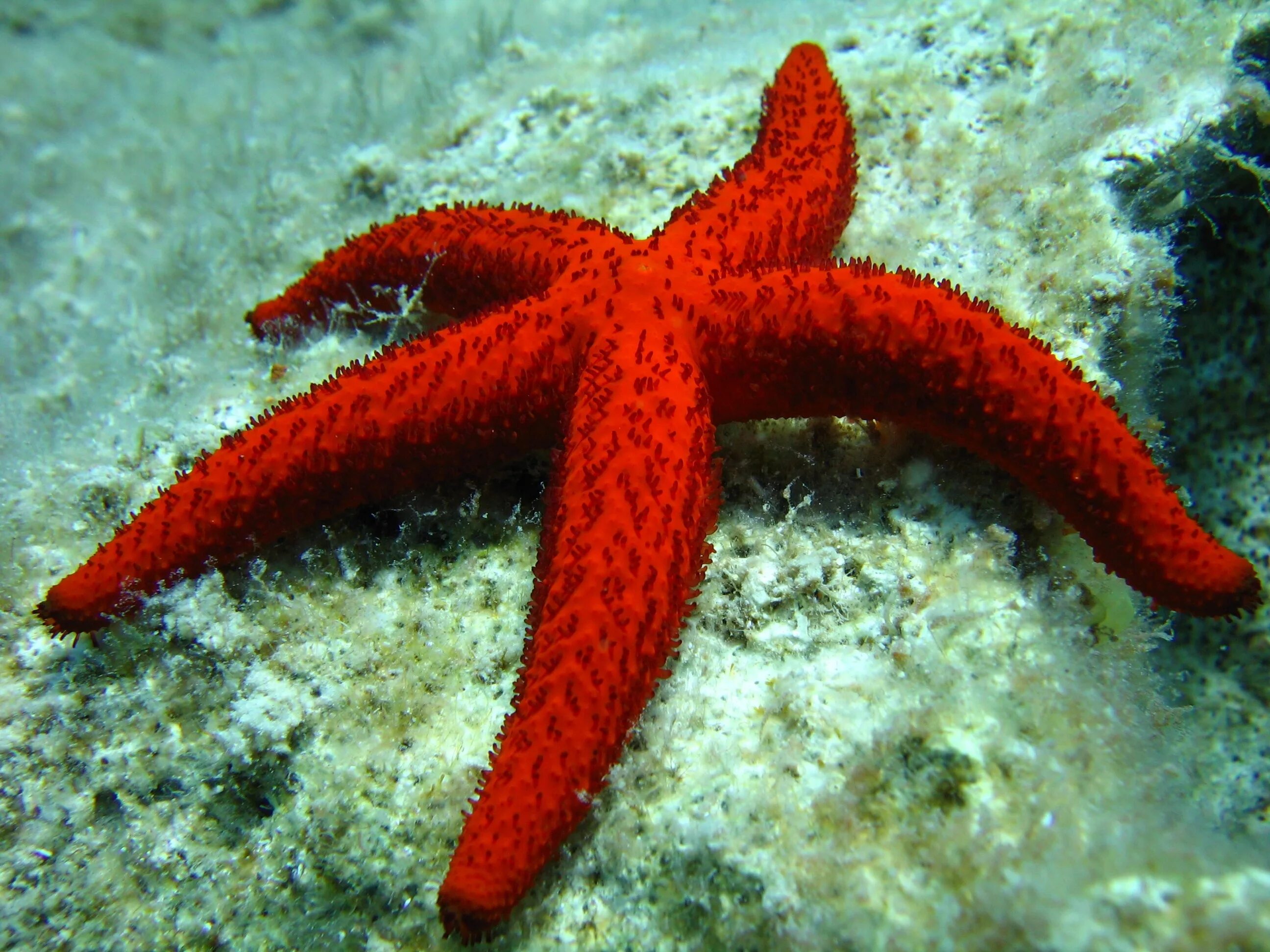 Иглокожие морские звезды. Иглокожие Echinodermata. Морская звезда гониактиниды. Иглокожие звезда. Морские звезды биология