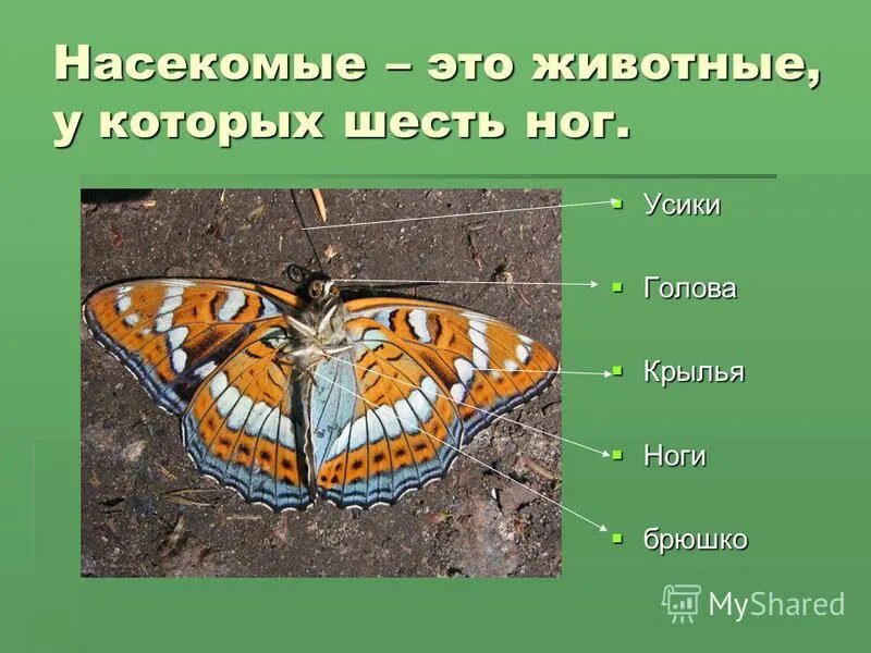Животные у которых 6 ног. Проект насекомые. Презентация на тему насекомые. Доклад о насекомых. Проект на тему насекомые