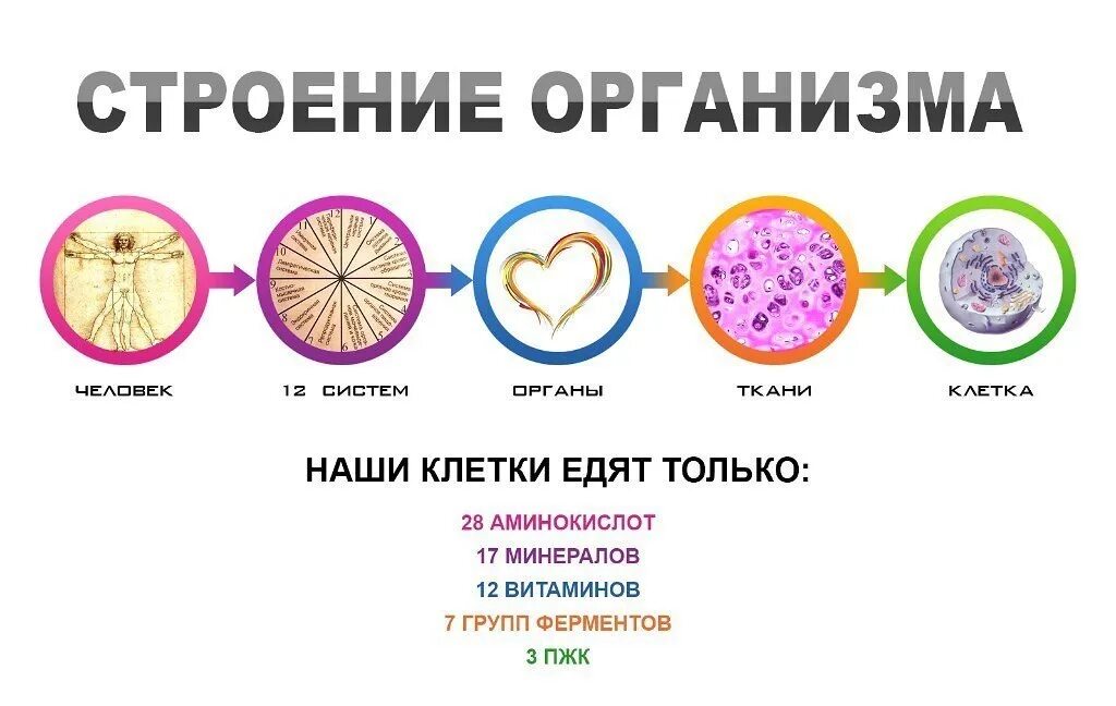 Обновление клеток в организме. Питание для клеток организма. Что такое клеточное питание организма. Сроки обновления клеток организма. Участвует в питании клеток