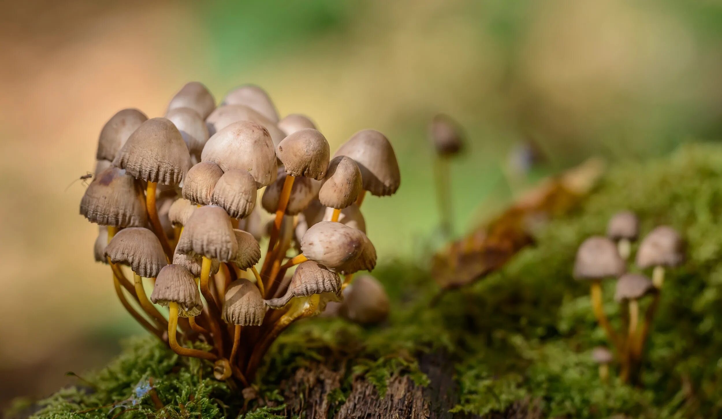 Мир природы грибы. Псилоцибиновые грибы. Псилоцибиновые грибы макро. Галлюциногенные грибы. Panaeolus cyanescens.