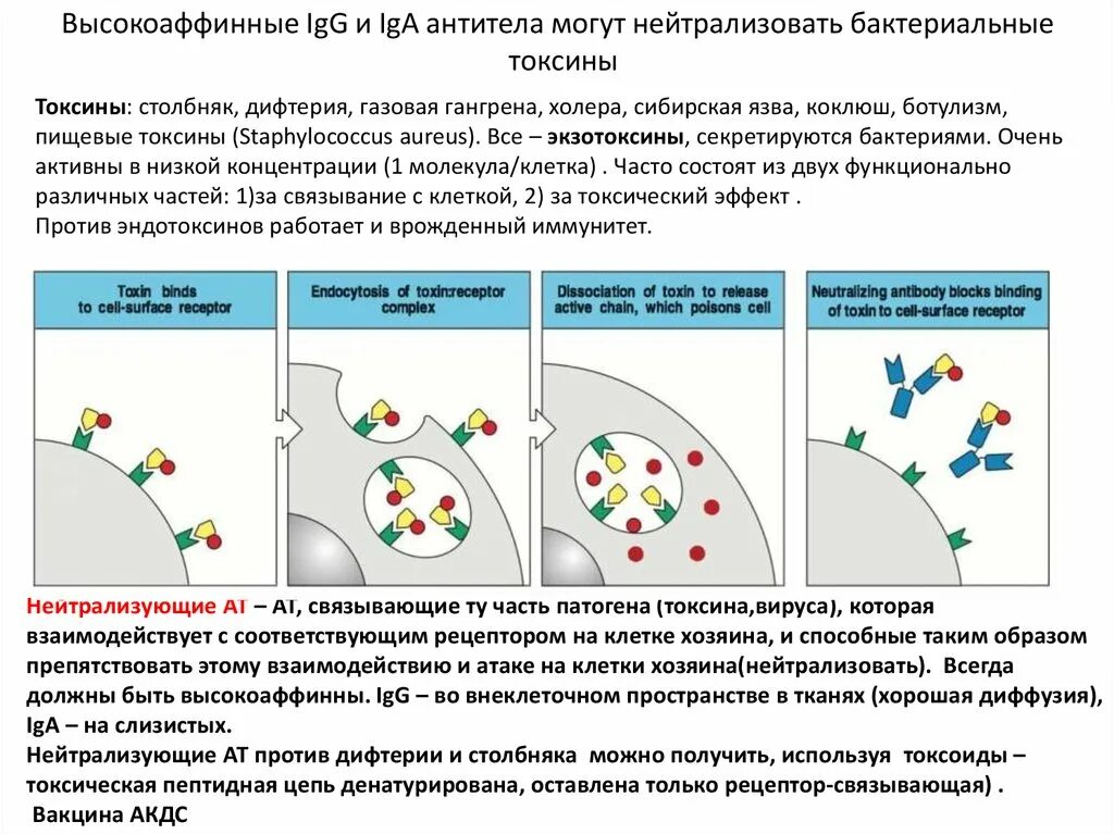 Получение иммуноглобулинов. Эффекторные функции иммуноглобулиновых клеток в элиминации бактерии. Классы иммуноглобулинов микробиология. Эффекторные функции иммуноглобулинов. Эффекторные функции антител.