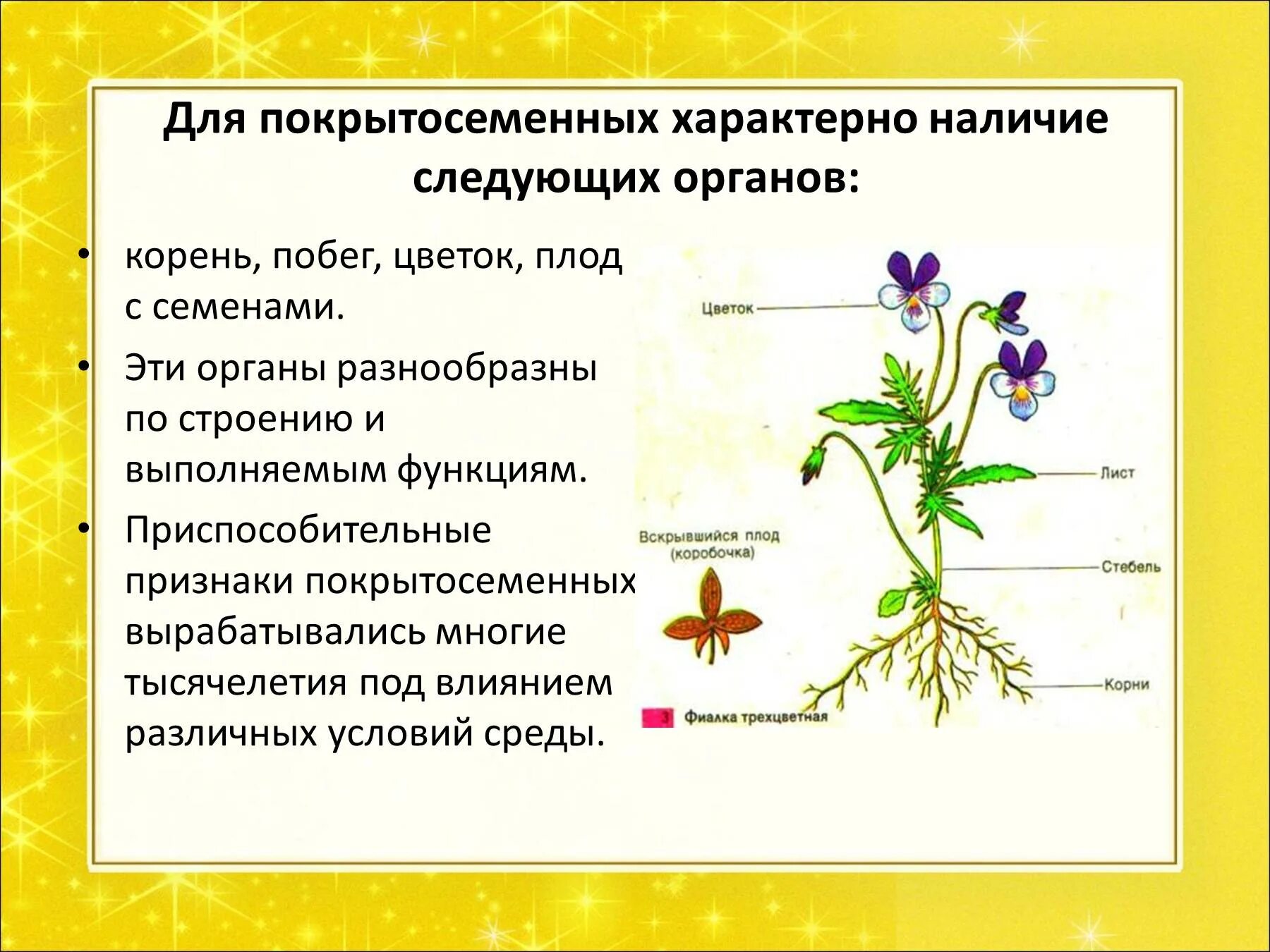 Покрытосеменные состоят из