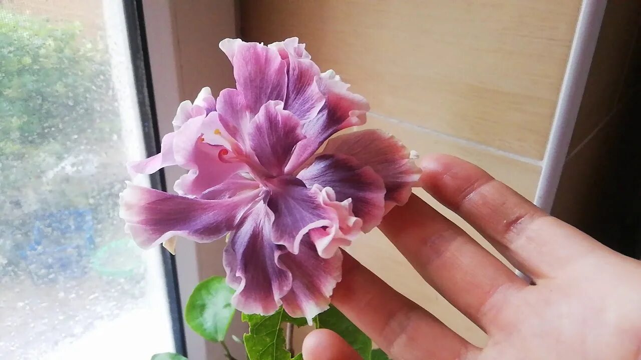 Гибискус Plants, Garden