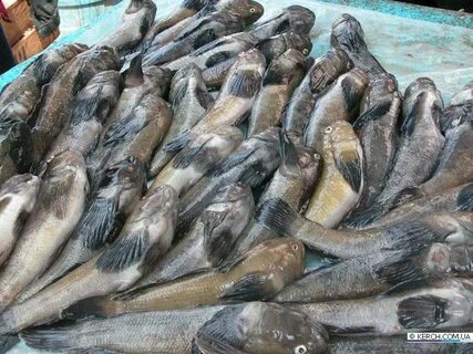 Рыба большая азовское море