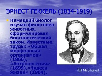 Немецкий биолог э геккель писал в 1904
