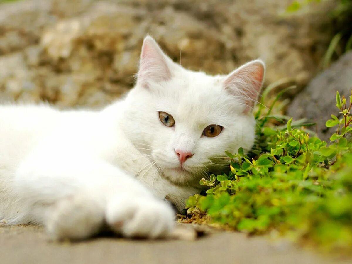 Белые кошечки картинки. Ангорский кот. Белый кот. Белые коты. Красивая белая кошка.
