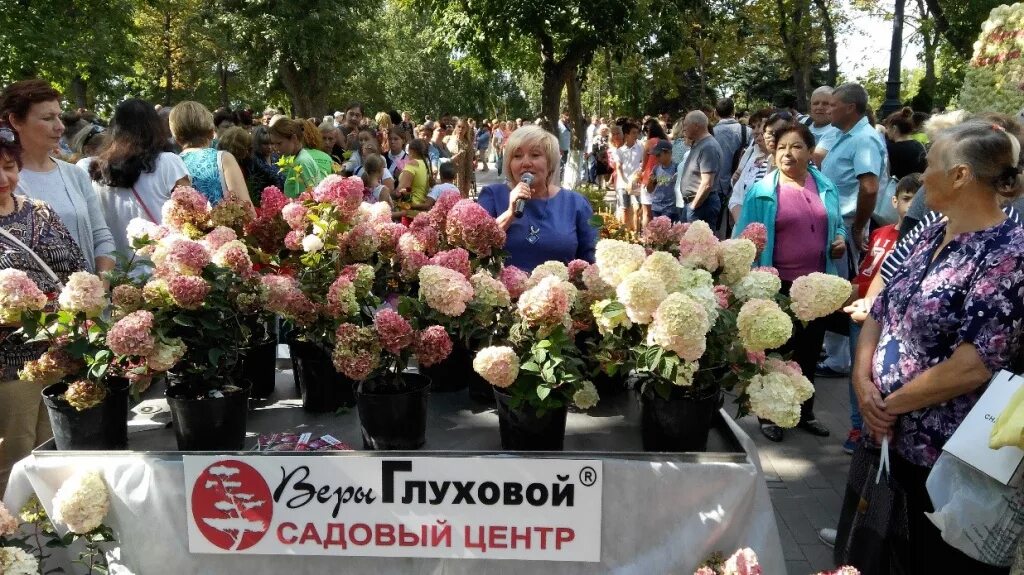 Самарский питомник гортензий веры Глуховой. Гортензии в центре веры Глуховой. Каталог гортензии питомник веры