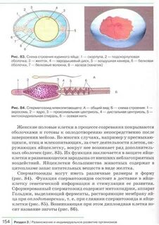 Яйцеклетка содержит запас питательных