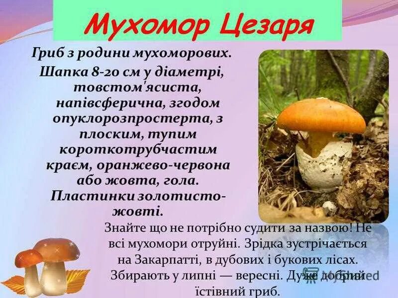 Цезарский гриб фото и описание Фитостудия-63.ру